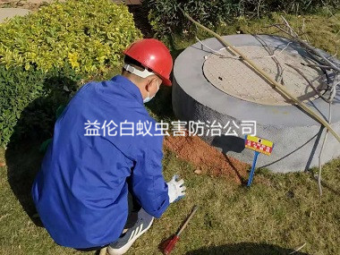 新华街道井盖灭杀红火蚁