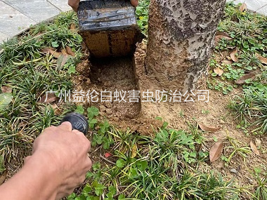 芙蓉度假村防治白蚁