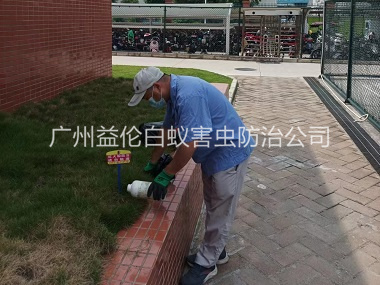 梯面校区灭红火蚁
