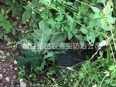 新华街道上门驱蛇防蛇