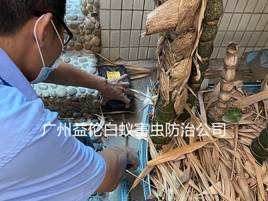 新华街道新华村白蚁危害防治