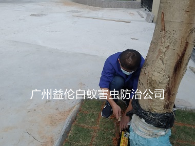 芙蓉雅苑装白蚁诱杀箱