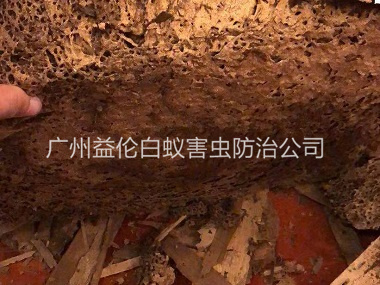 炭步西街路小区挖出白蚁巢