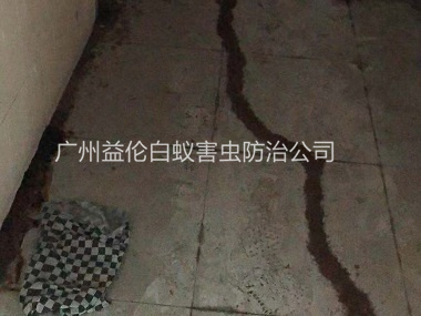 芙蓉度假区白蚁防治案例