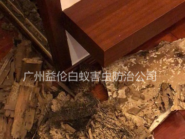 花山镇名雅苑除白蚁危害