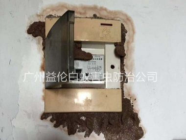 花东防治电箱白蚁蚁害