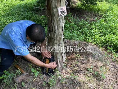 芙蓉园林绿化治白蚁