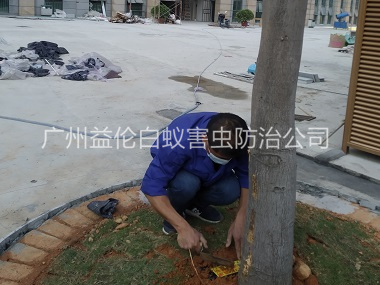 炭步装置白蚁诱杀箱