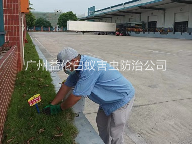新华企业杀除红火蚁