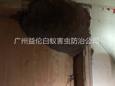 花山上门灭治白蚁巢
