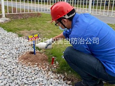 狮岭园区治红火蚁
