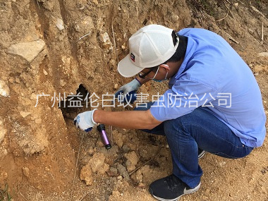 广州水库堤坝灭白蚁