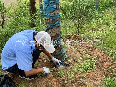 北兴绿化树木治白蚁