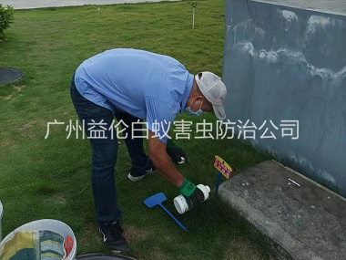 花都区红火蚁消杀