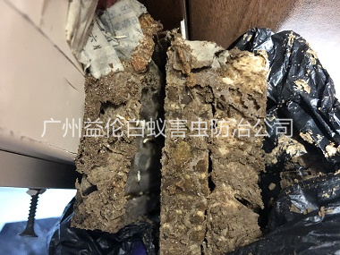 梯面白蚁巢防治工程