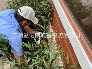 芙蓉园林绿化灭治白蚁工程