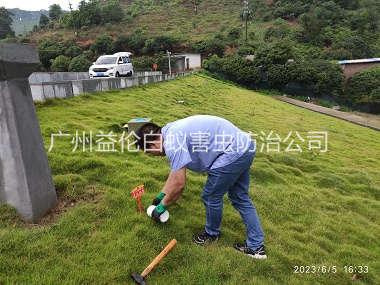 赤坭水利工程红火蚁防治